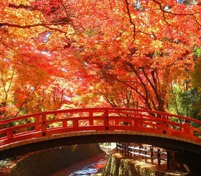 【日本紅葉2026】日本人氣賞楓景點推介！教你如何預測最佳觀賞期！日本各地紅葉情報一文睇