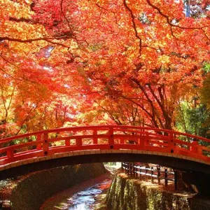 【日本紅葉2026】日本人氣賞楓景點推介!教你如何預測最佳觀賞期!日本各地紅葉情報一文睇