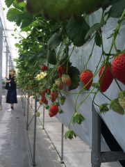 Minamichita Strawberry Farm