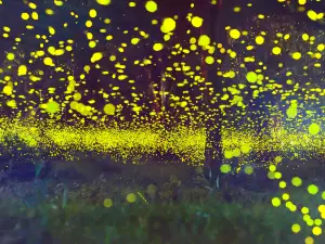 Firefly Stream Cave