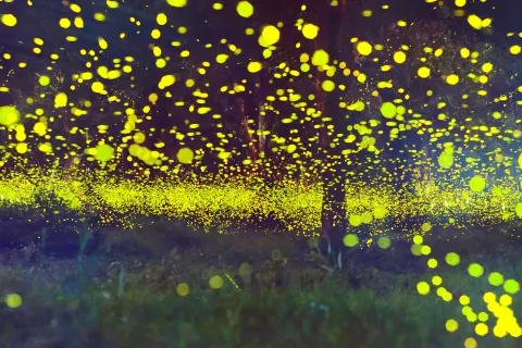 Firefly Stream Cave