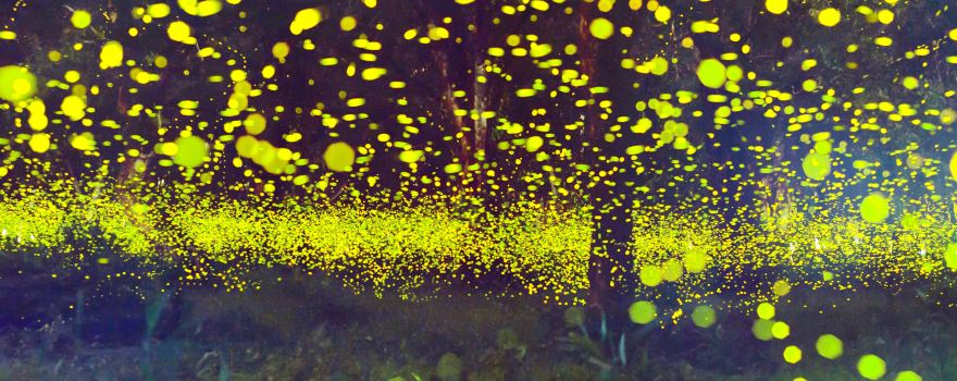 Firefly Stream Cave
