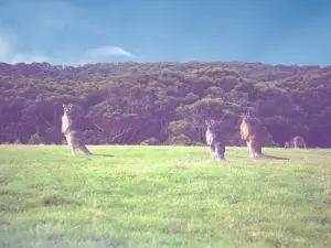 Kangaroo Valley