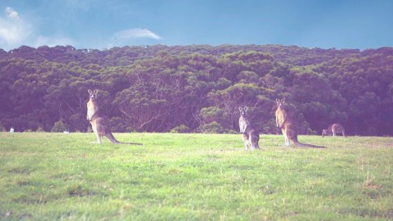 Kangaroo Valley