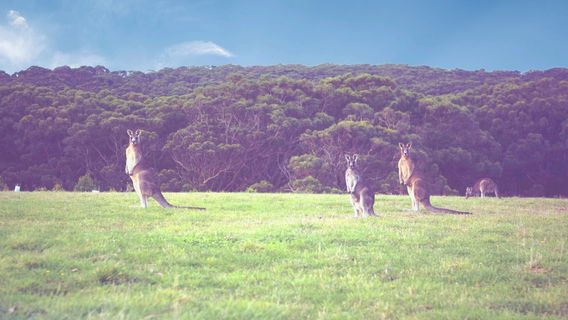 Kangaroo Valley