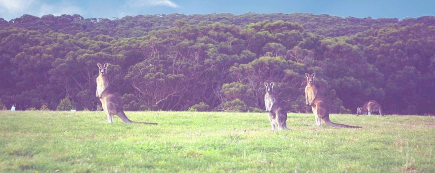 Kangaroo Valley