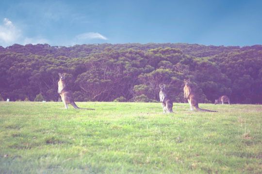 Kangaroo Valley