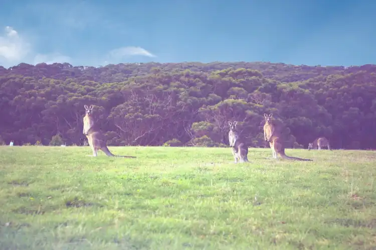 Hotels in Kangaroo Valley