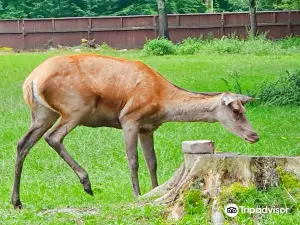 European Bison Reservation