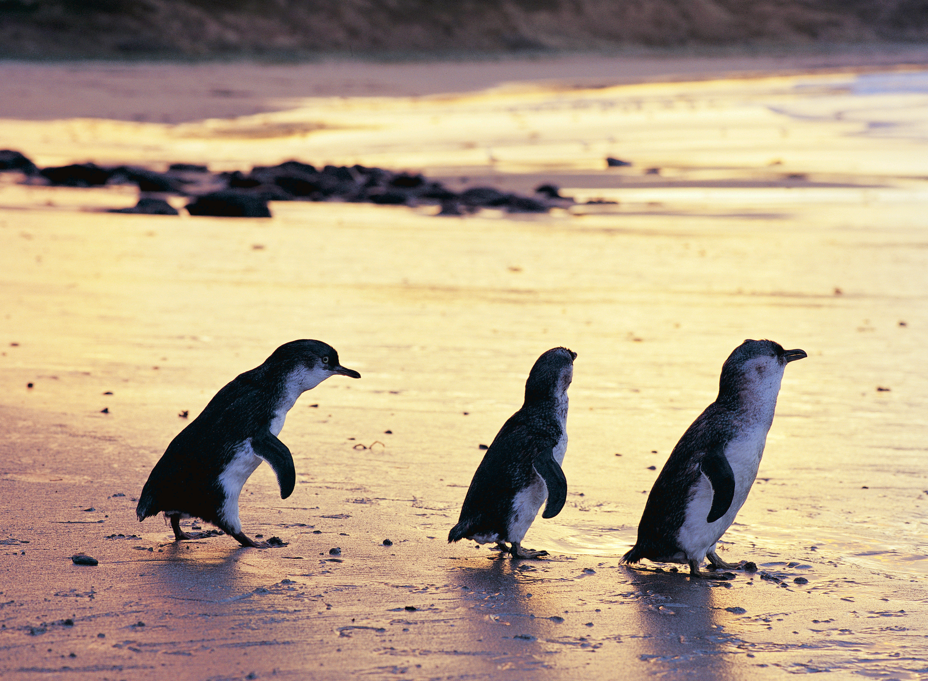 Phillip Island