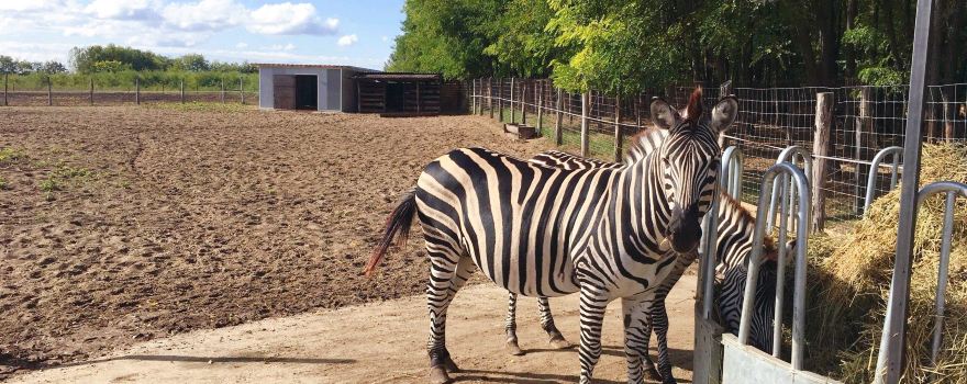 Magan Zoo