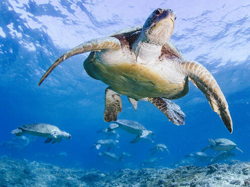 Turtle Odyssey | American Museum of Natural History
