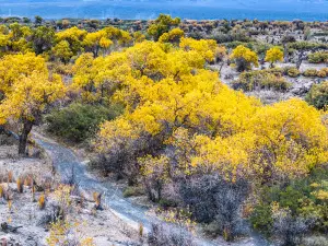 Mulei County Mingsha Mountain Populus Euphratica Forest Scenic Area