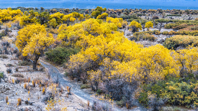 Mulei County Mingsha Mountain Populus Euphratica Forest Scenic Area