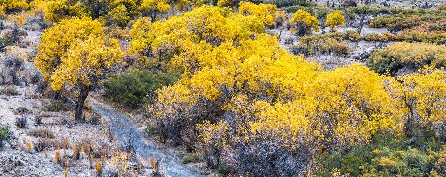 Mulei County Mingsha Mountain Populus Euphratica Forest Scenic Area