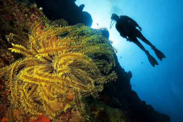 Diving in Cebu