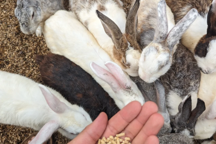 Buffalo Ice Cream & Cafe