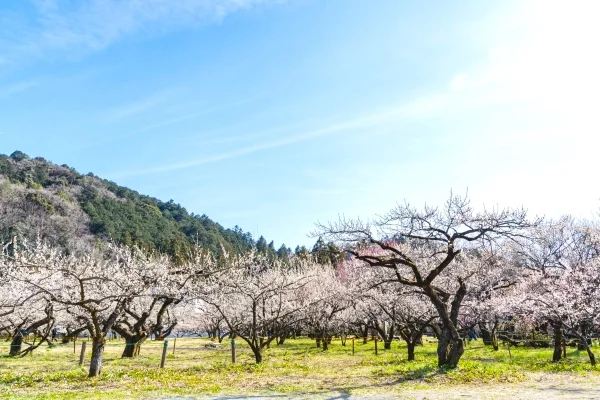 越生梅林梅花節 | 越生町