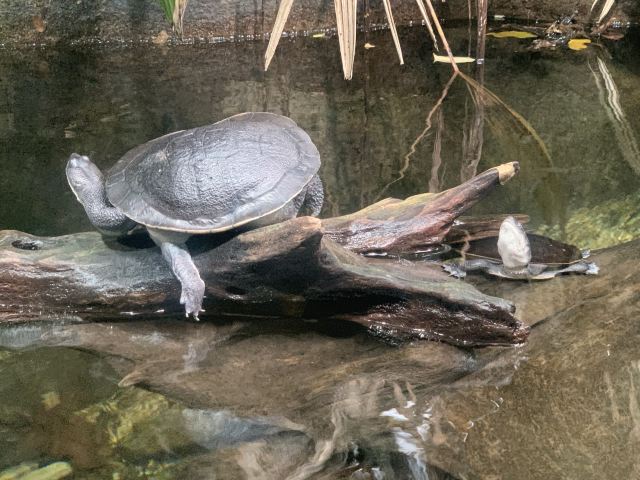 Singapore Zoo