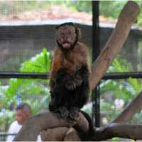 Surabaya's Zoo