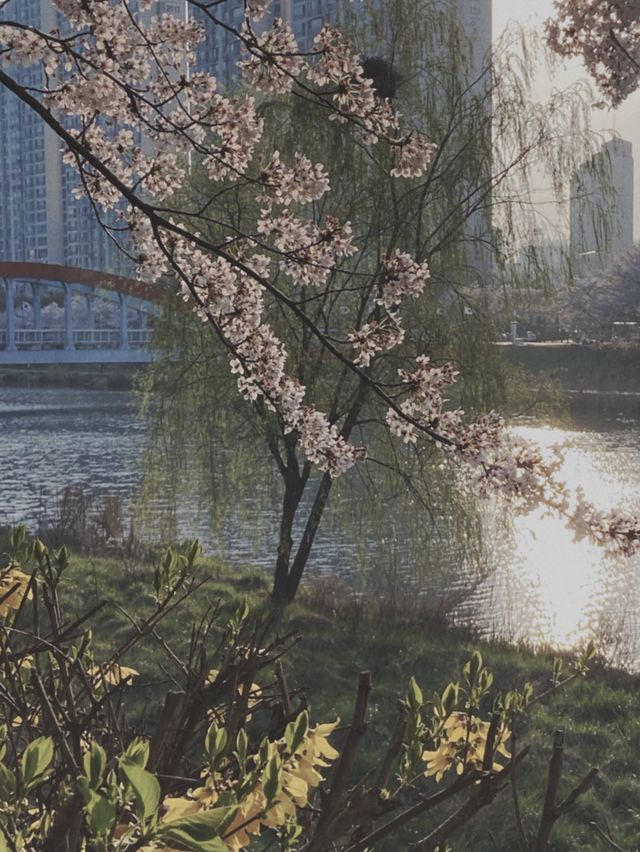 꽃놀이는 안산 호수공원