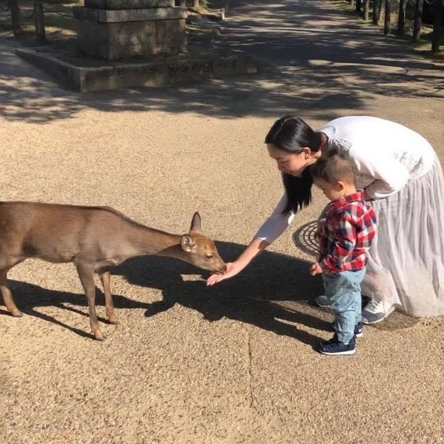 【 童話世界般的奈良公園 】