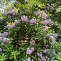 Rhododendron park in Helsinki