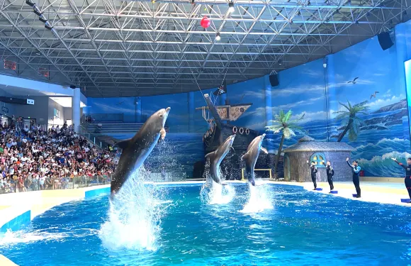 周口海洋館門票成人