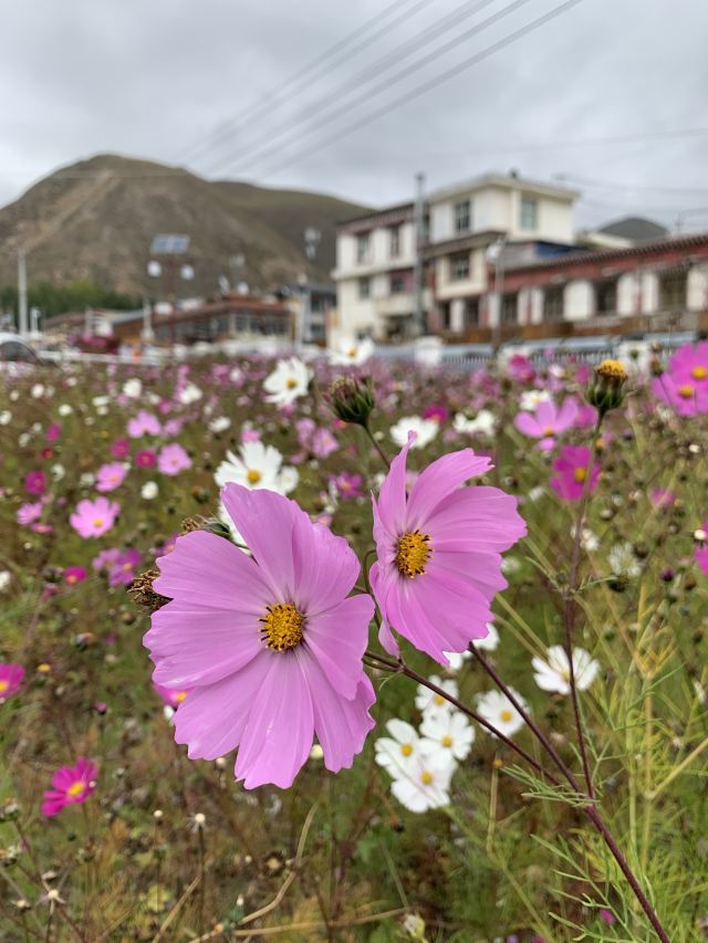 상커초원