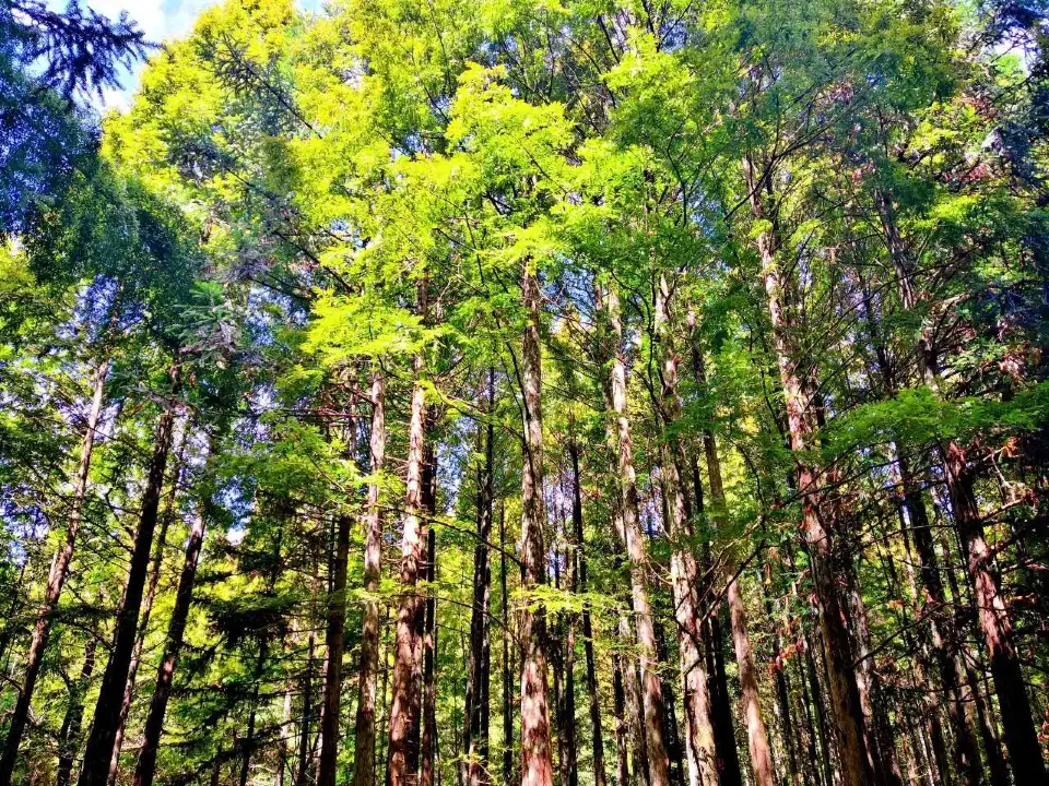 2_Shen Nong Gu National Forest Park