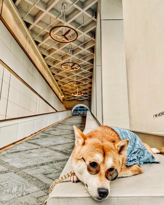 【寵物酒店邊間好？】2026人寵不分離，盤點那些寵物友好酒店:香港13間寵物酒店 Staycation 推介🐶+住宿餐飲優惠