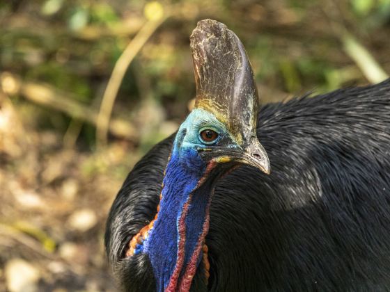 漢密爾頓島野生動物園