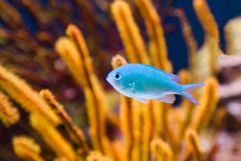 Shedd Aquarium