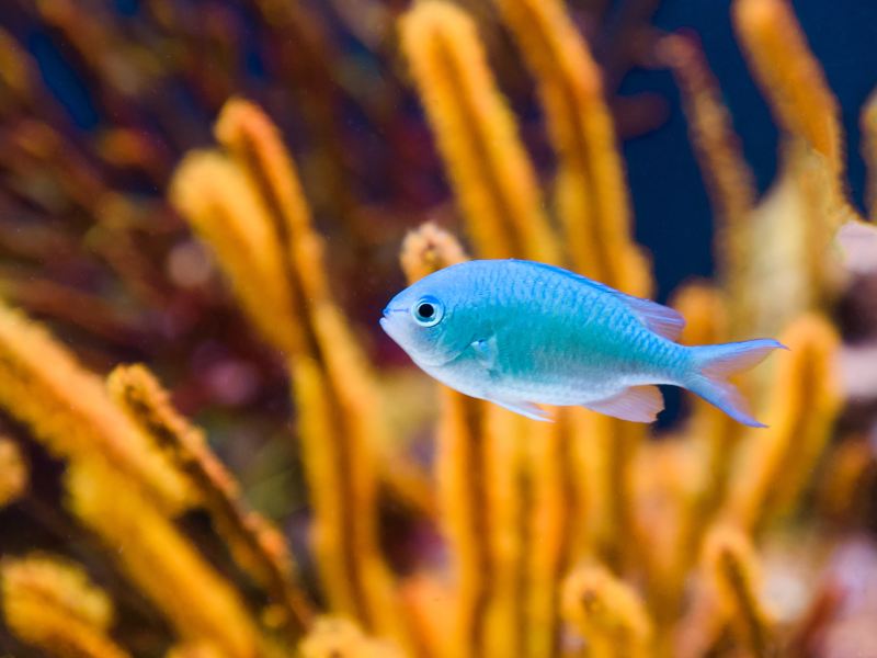 Shedd Aquarium