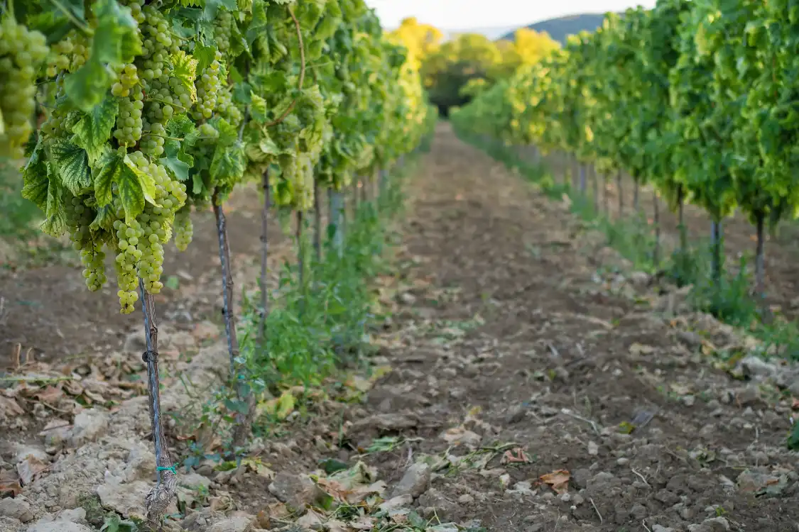 DURBANVILLE HILLS農莊附近的飯店