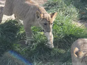 遼陽動物園