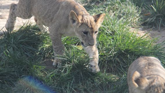Liaoyang Zoo