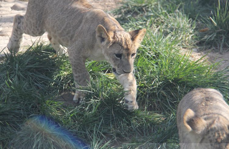 Liaoyang Zoo