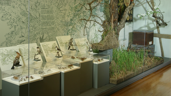 Reutlinger Naturkundemuseum