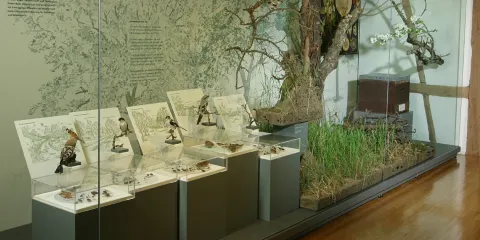 羅依特林根自然歷史博物館