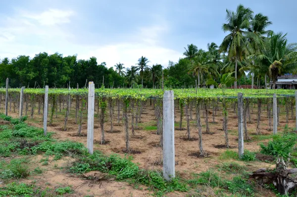 Vé máy bay đi Coimbatore