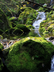 Niubeiliang Mountain Nature Reserve