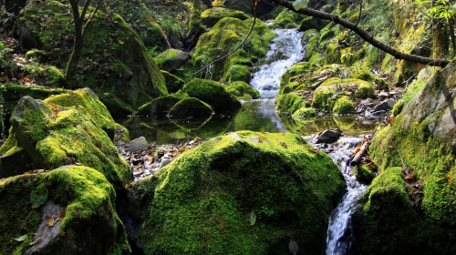 Niubeiliang Mountain Nature Reserve