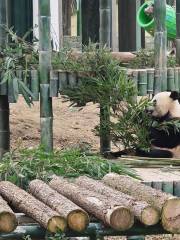 Yueyang China Panda Garden