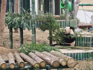 Yueyang China Panda Garden