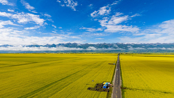 Qinghai Menyuan Ten Thousand Acres of Flower Sea