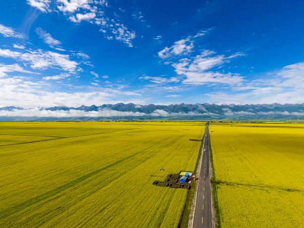 Qinghai Menyuan Ten-Thousand-Mu Flower Sea