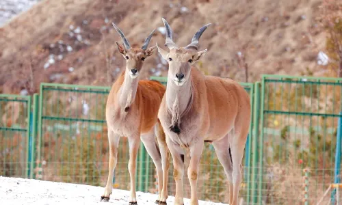Lanzhou Wildlife Park