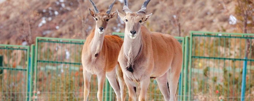 Lanzhou Wildlife Park