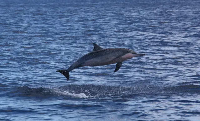 Dolphin Watching in Mauritius